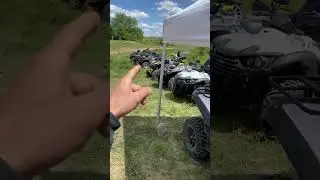 «Тайваньская золотая пчела» от 