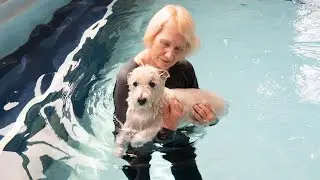 Macdugal's Story: Canine Hydrotherapy with Endless Pools®