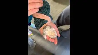 The cutest hamster ever!!