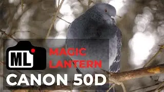 BEGINING OF THE WINTER | CANON 50D H264 MAGIC LANTERN