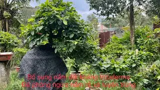 Bổ sung nấm tricoderma sau khi tưới tervigo và ridomilgold để phòng ngừa nấm và tuyến trùng 