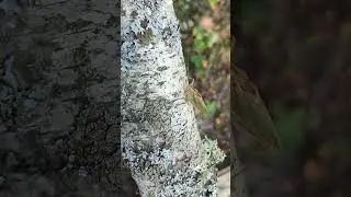 саранча ча ча ча...