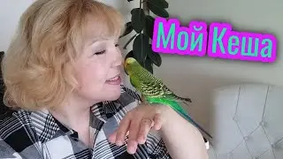 Попугай Кеша 🐦 Волнистый попугай разговаривает 🐦Мой домашний питомец