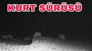 KURT SÜRÜSÜNÜN GECE GÖRÜNTÜSÜ