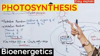 Photosynthesis | Reaction of photosynthesis class 11| bioenergetics.