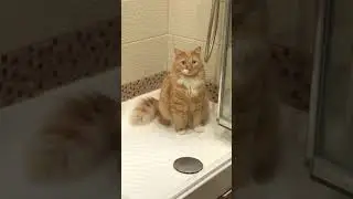 Котэ сломался
