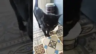 Chat police