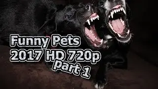 ♥AMAVID♥ Funny pets part 1  2017 HD 720p