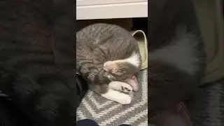 Lazy cat like sleep with shoes!