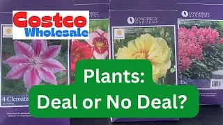 🌺Costco Plants: Deal or No Deal?🌿
