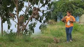 Little Jing And JiJi Climbing Tree With Kako Family