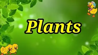 Plants | Plants name in English