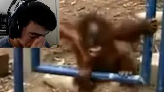 MONKEY SLAMS FACE INTO SWING (Try Not To Cry)