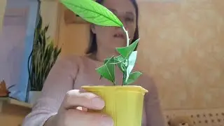Лимон Новогрузинский ✅ Новый Лимончик на мой балкончик 😊
