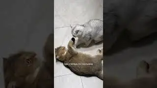 Летающая Тиффани