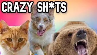 Animals Going Goblin Mode