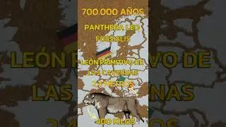 ¿Conoces estas 3 SUBESPECIES de LEÓN? 🦁 Documental de ANIMALES SALVAJES #shorts