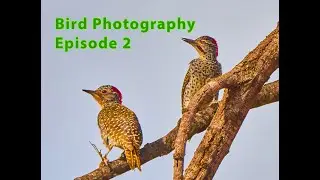 Bird Photography Episode 2