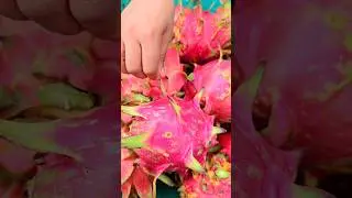 Dragon fruit farm #picking #dragonfruit