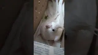 Распаковка БЕЛОСНЕЖНОЙ кореллы!