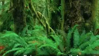 Jungle Sounds Without Music. Relaxation Music. Sonidos de la Selva
