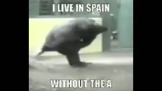 Shitpost status