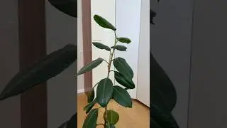 Обрезка и пересадка фикуса 