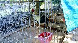 @FighterCockSportBird #quality rooster #philippine_Vietnam rooster #aseel_thai rooster #indian