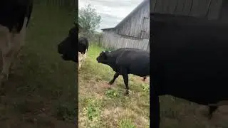Сельское хозяйство. Мощь , бык!