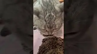 котик ест с большим аппетитом #смешныекошки