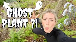 I Found a Rare Plant in My Forest | Ghost Pipe Plant