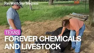 Texas farmers say fertilizer made from biosolids is killing their livestock