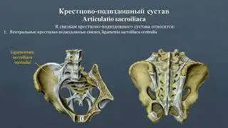 Анатомия крестцово-подвздошного сустава: строение, классификация, фиксирующий аппарат, движения