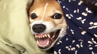 Angry Dogs Compilation 2020