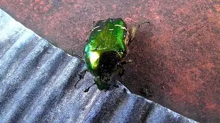 Goldkäfer nach der Schreckstarre