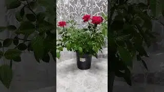 С ДНЁМ РОЖДЕНИЯ!!!🌹🌹🌹