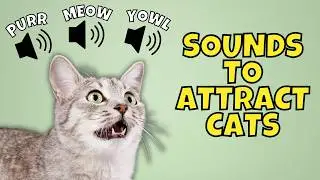 12 Types of Meows to Attract Cats 🐱🎶 | Cat Meowing Sounds Compilation
