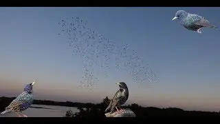 Starlings Murmuration (full HD)  Pennington Flash