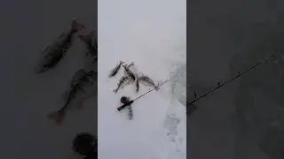 Чудское озеро. Зимняя рыбалка 24-25.02.23.