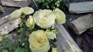 Свадебные розы Викториан веддинг #розы #flowergardening #флористика #романтика #сад