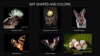 White Nose Syndrome vs Australian Bats - Dr Nicholas Wu and Mr Tomás Villada-Cadavid​