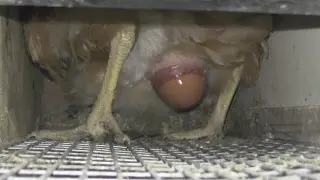 How chickens lay eggs