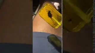 Ilya has a Scorpion in his Lollipop I Vlog Squad Moments 