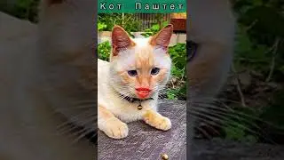 Я ЗВЕЗДА, А ТЫ НЕ ЗВЕЗДА 😌 КОТ И РОТ 