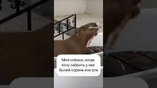 Одна из самых безопасных вкусняшек, которая принесет пользу #кинолог #собака #собакаест