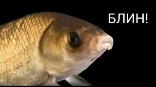 РЫБА БЛИН!