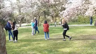 Прекрасная аллея магнолий в городе Ашаффенбург, Германия