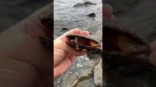 Путь к ракушкам в Приморье