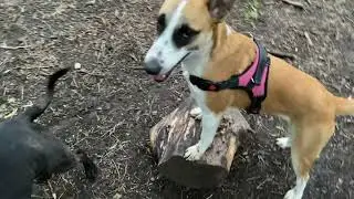 Physical Enrichment for Dogs Part 2 #dogenrichment #canineenrichment