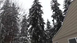 Crackling Snow in Backyard